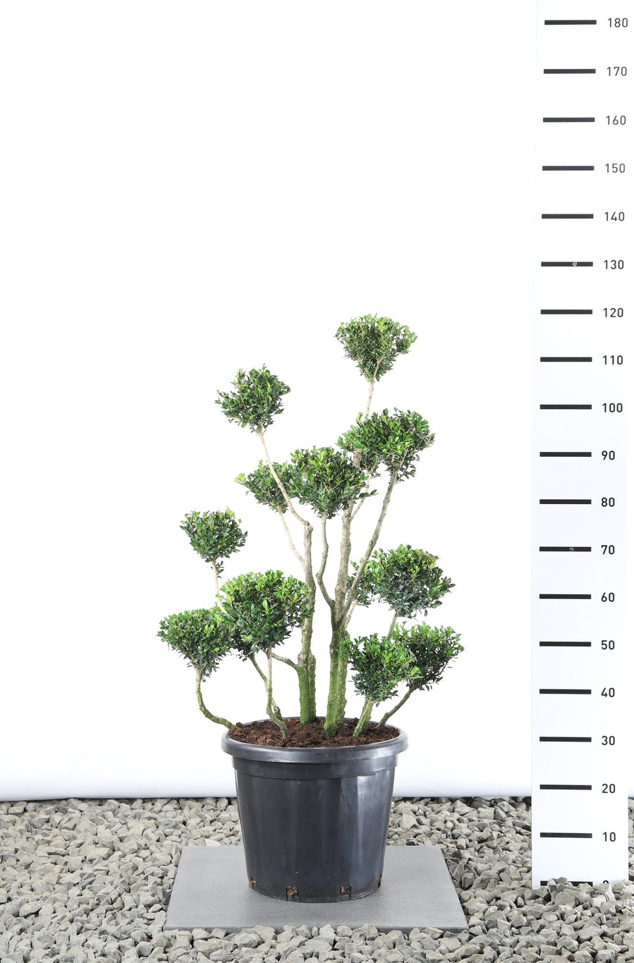 Buxus sempervirens - 80-100 CM PonPon Cont.